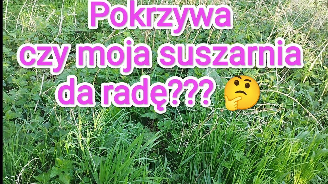 Zbieram i suszę pokrzywę. Czy moja suszarnia wysuszy zioła i się sprawdzi.