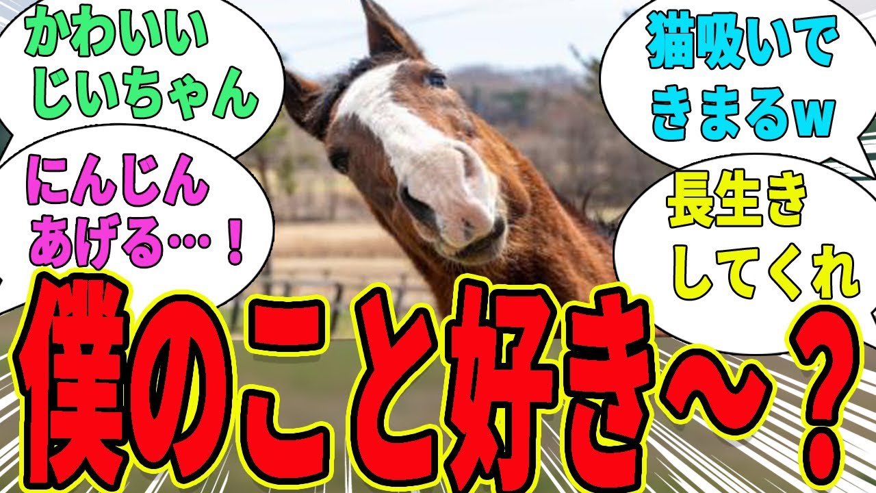 【メイショウドトウ】みんな僕のことが好きなんですか～？？に対するみんなの反応集【競馬の反応集】
