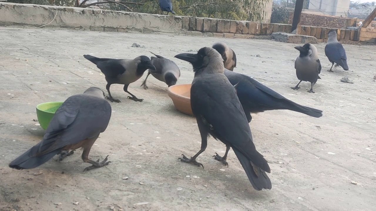 Crows Anger And Feeding Sounds Angry Kawa Ki Awaz Sounds Kaw Kaw Voice