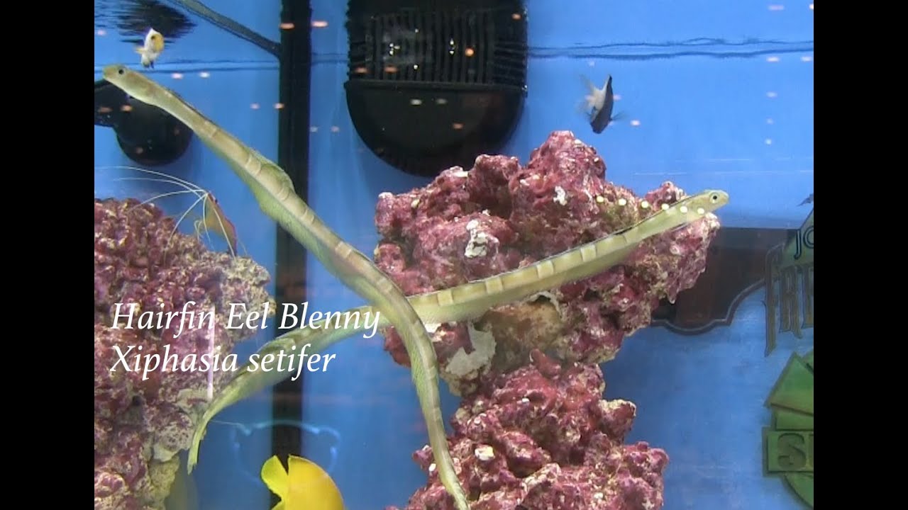 Fincasters Episode 70 Hairfin Eel Blenny