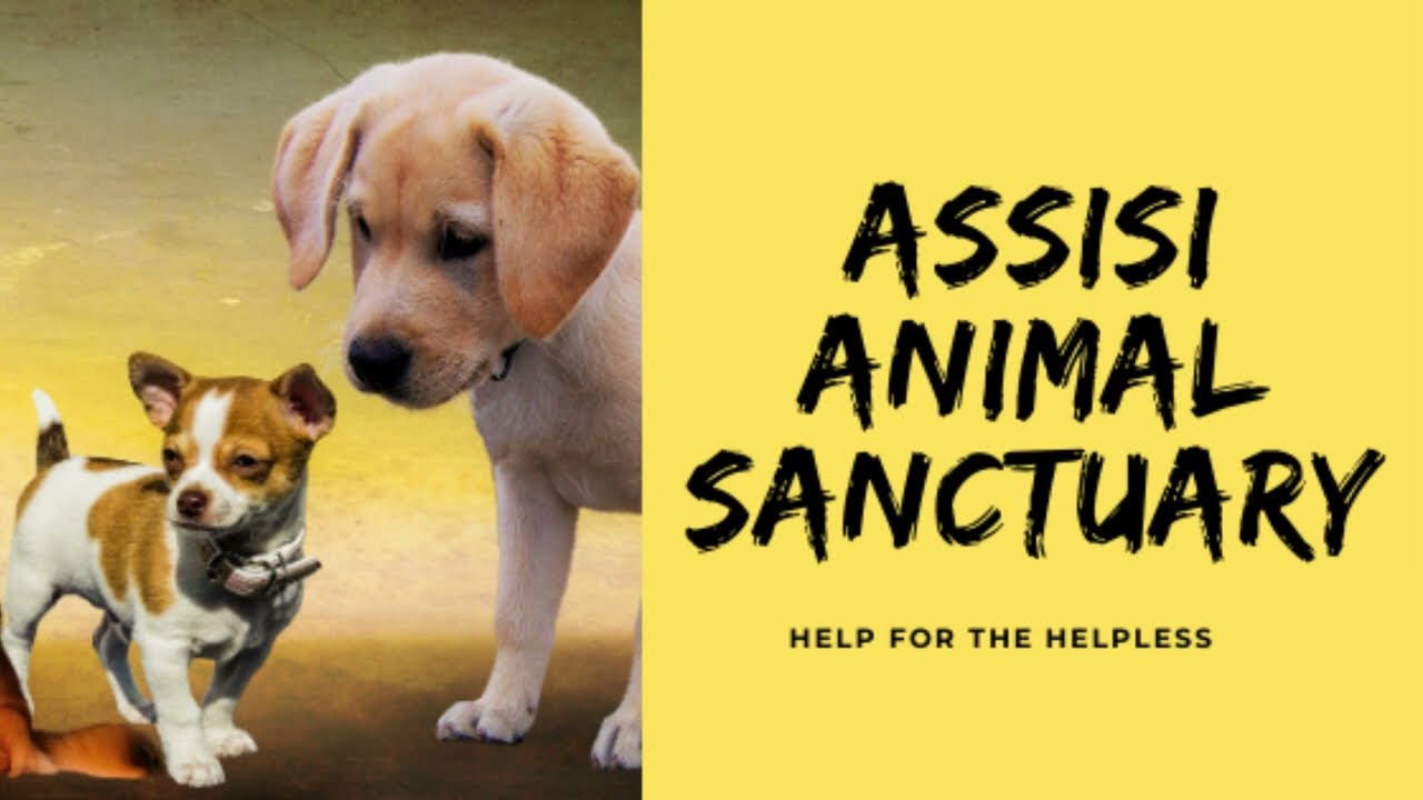 Assisi Animal Sanctuary