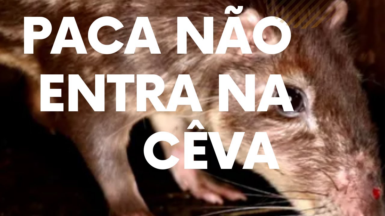 A paca ta arisca ? Melhor maneira de fazer com que a PACA entre na sua c&ecirc;va
