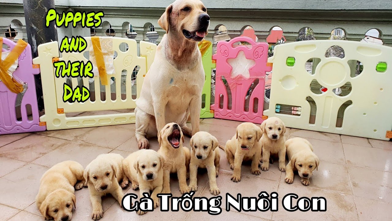 37| Cảm động ông bố Củ Cải trông 8 đứa con cho vợ đi chơi| Father dog teaches his puppies to be calm