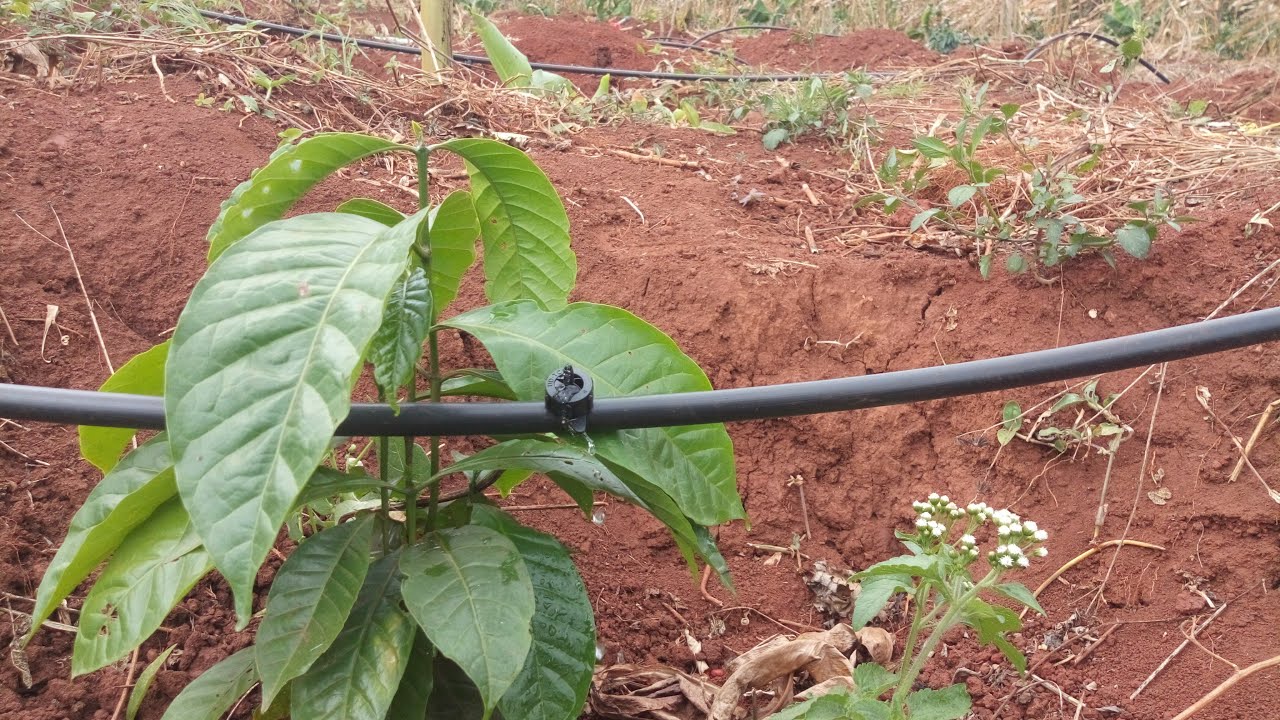 Button drip irrigation system for coffee