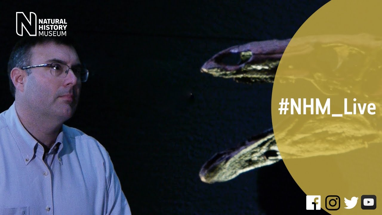 Dinosaur world tour with Paul Barrett | #NHM_Live