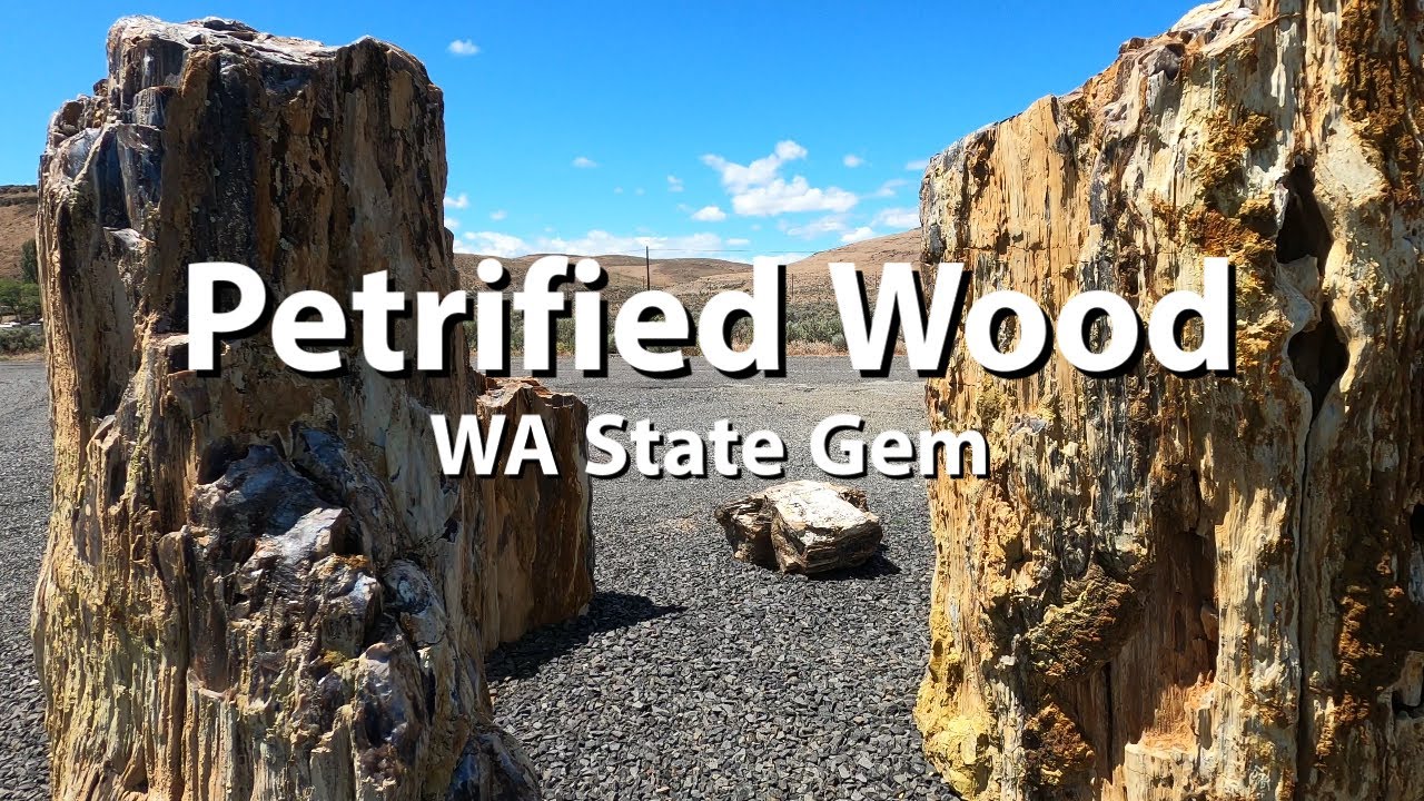 Hunting for Petrified Wood - Washington State Gem