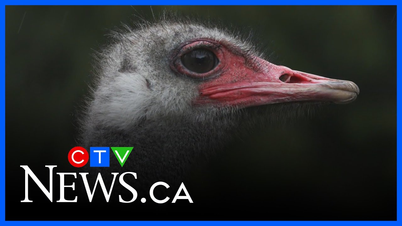 Ostrich farm neighbours worried about livestock