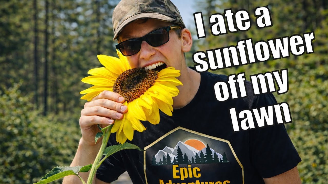 Epic Adventure's plant eaters sunflower