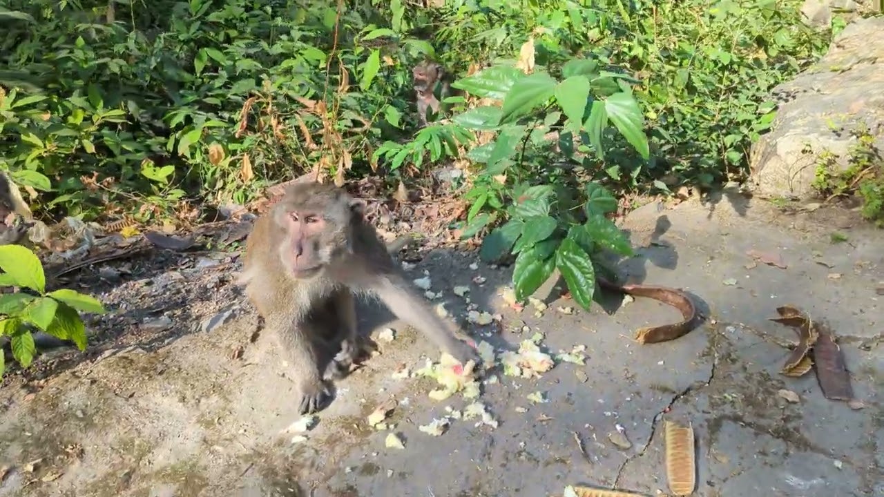 Monkey need food