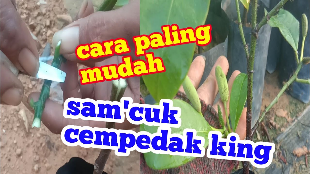 cempedak king cepat berbuah//cara mudah sambung pucuk cempedak cepat berbuah