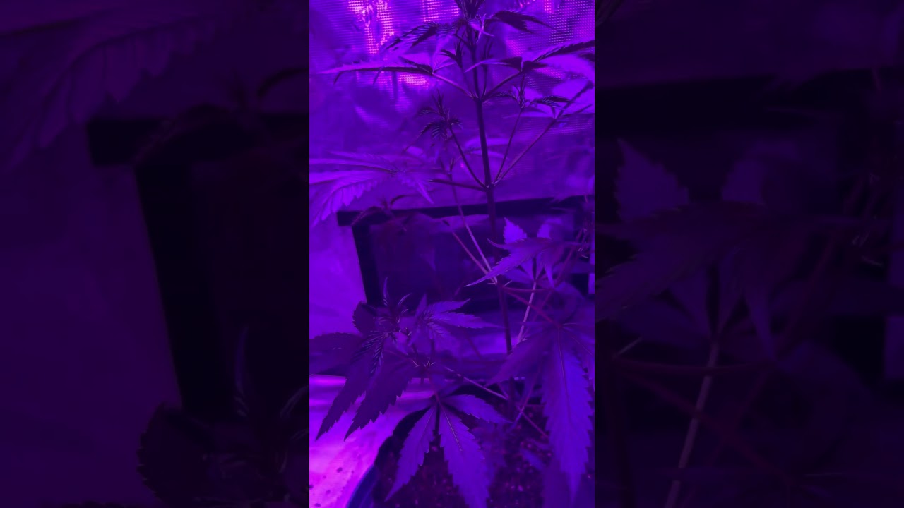 North Atlantic Seed Company GMO Auto