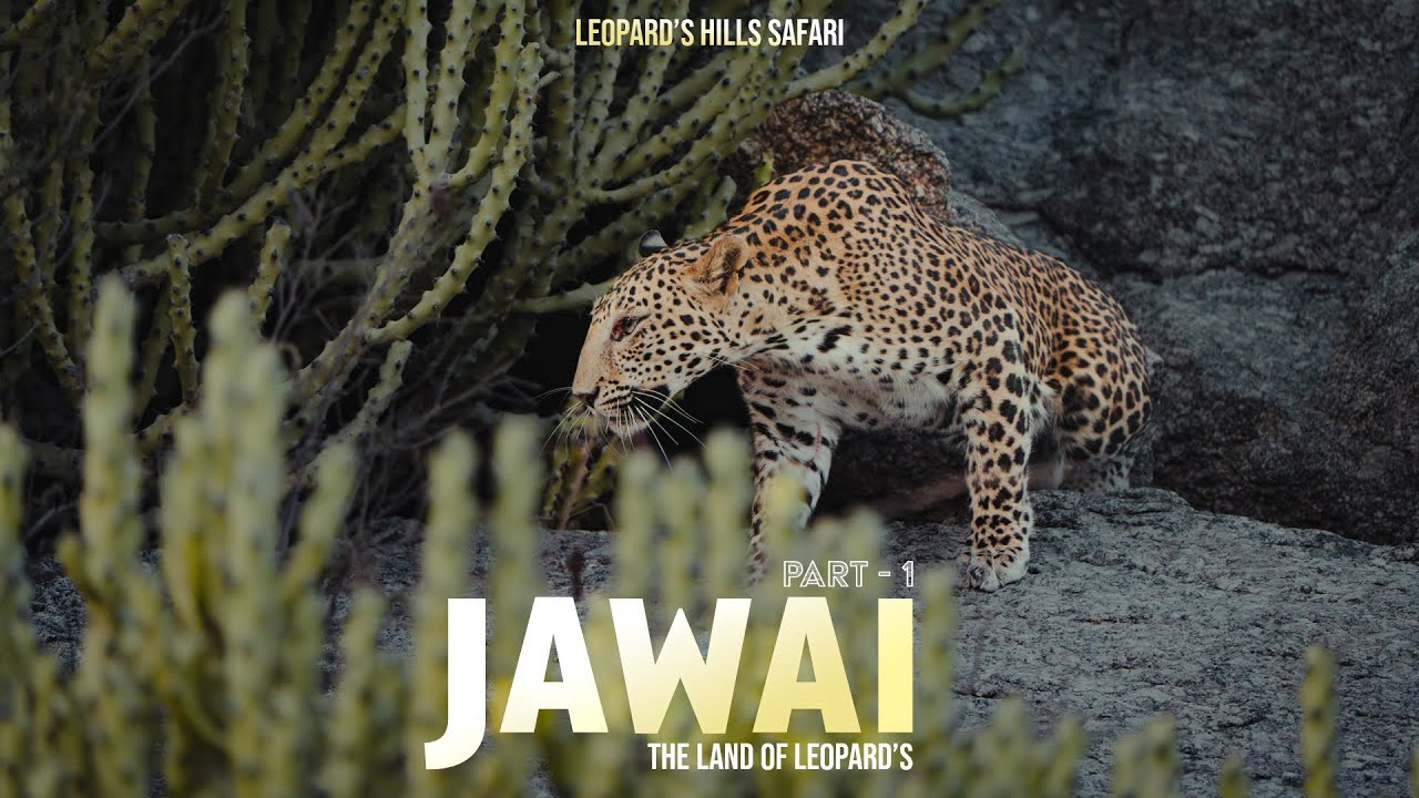 Jawai Leopard Safari | Bera | Jawai Safari | Part 1