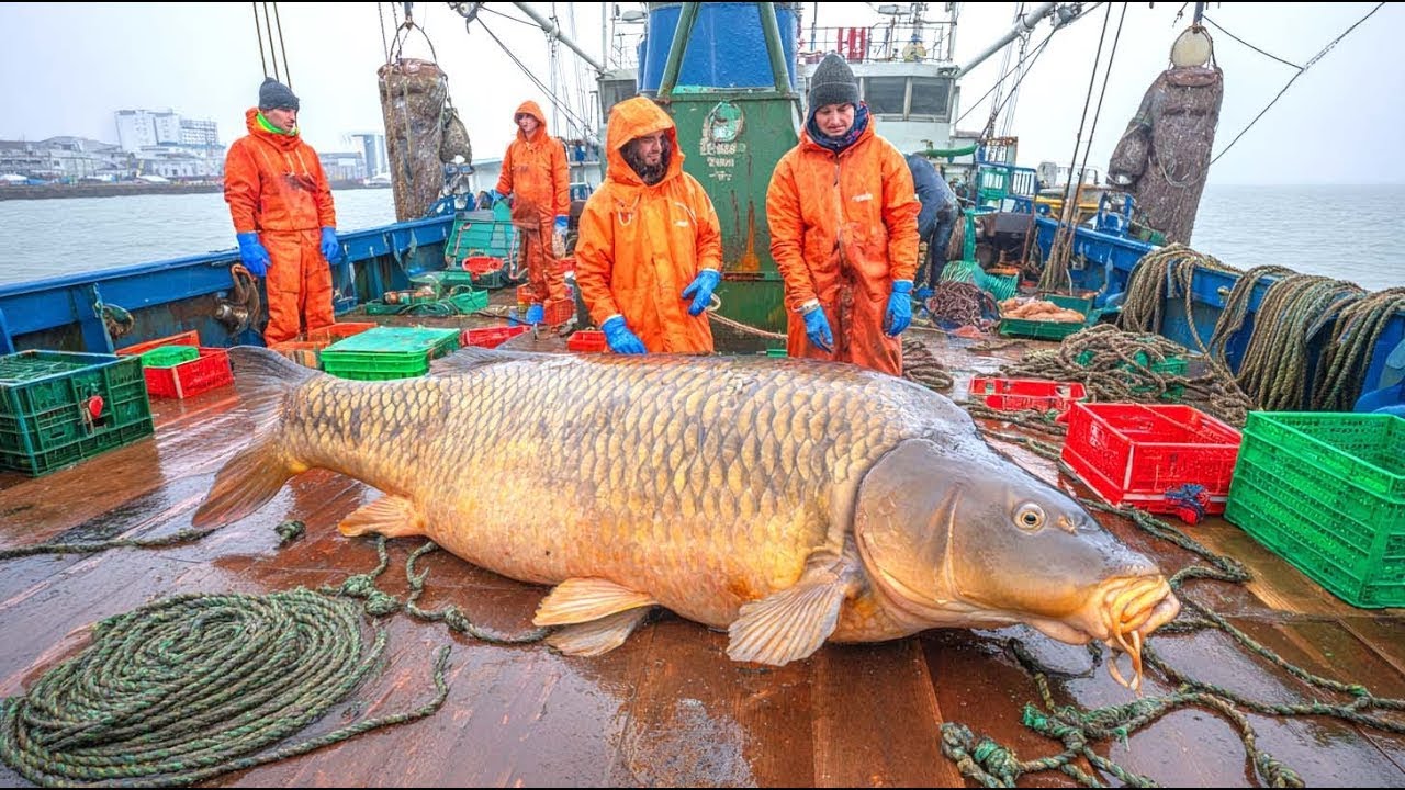 O Peixe Mais Odiado dos EUA: Como Virou Indústria de US$ 14 Milhões Dólares!