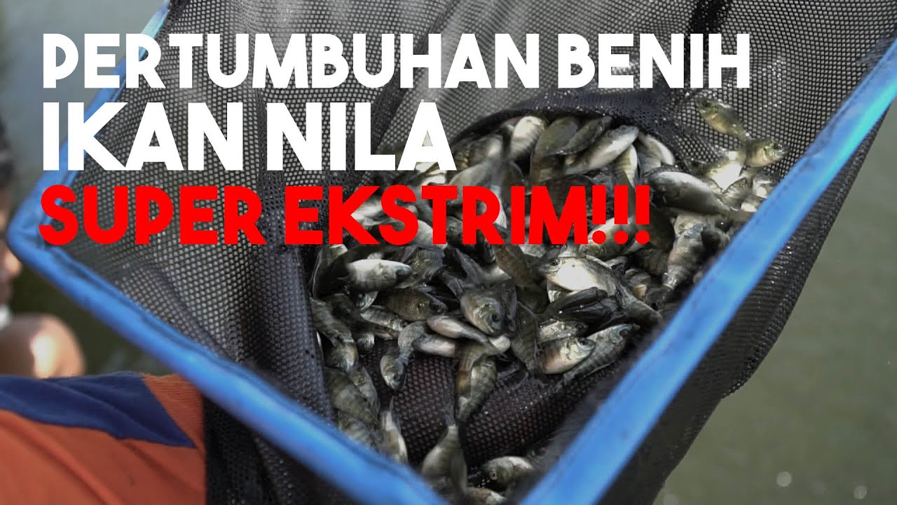 Perawatan benih nila 1 - 2 bulan