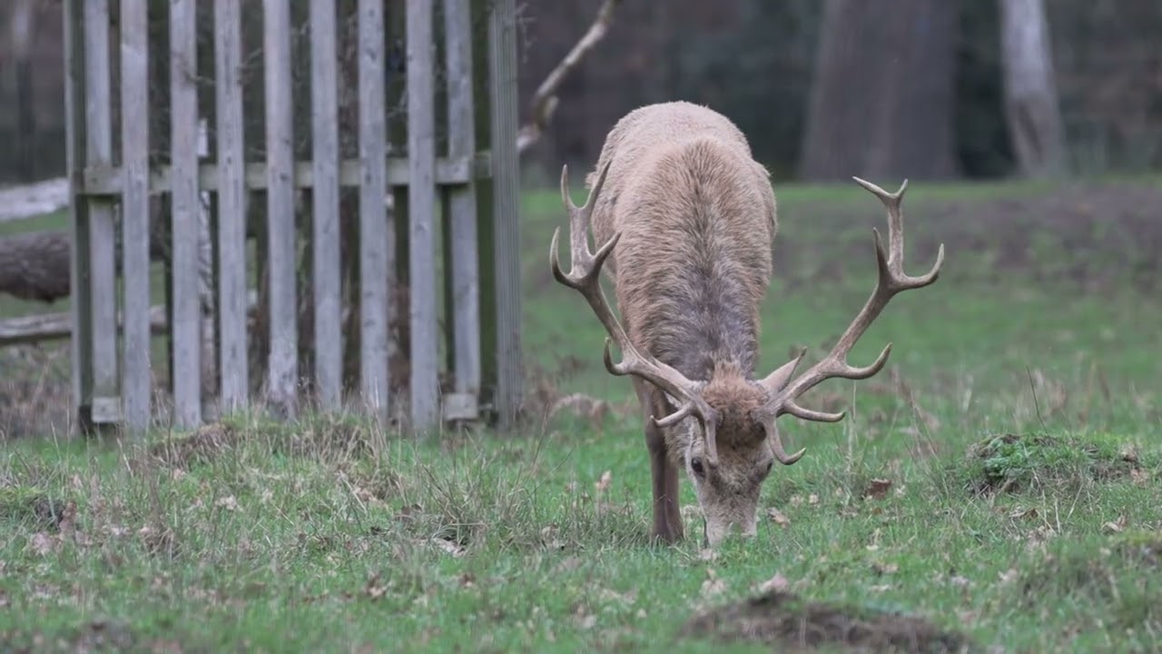 8 Feb 2026  Bushy Park (9) MVI 3291