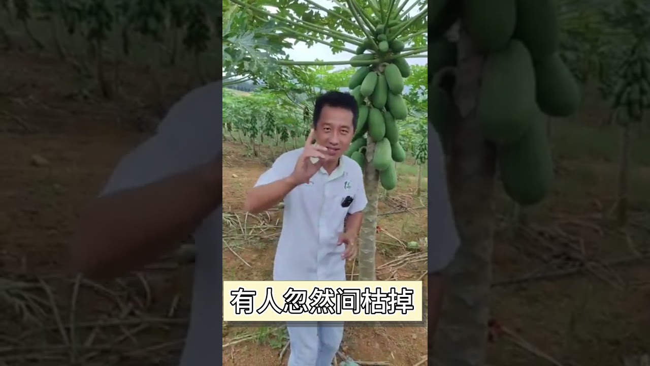 木瓜种植小技巧， 让你的木瓜长得肥壮！