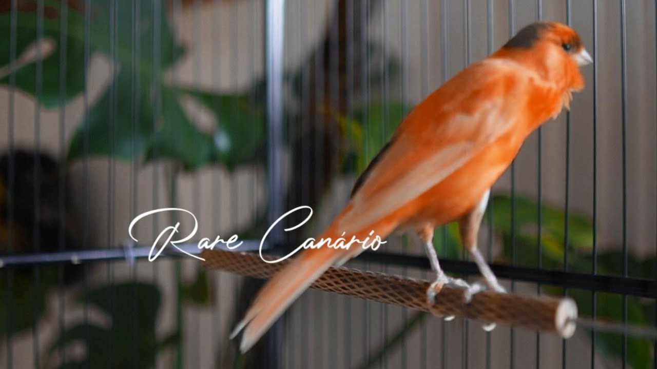 RARO canto canário. Muito bom para o seu mestre canário  HD  - Rare Canário