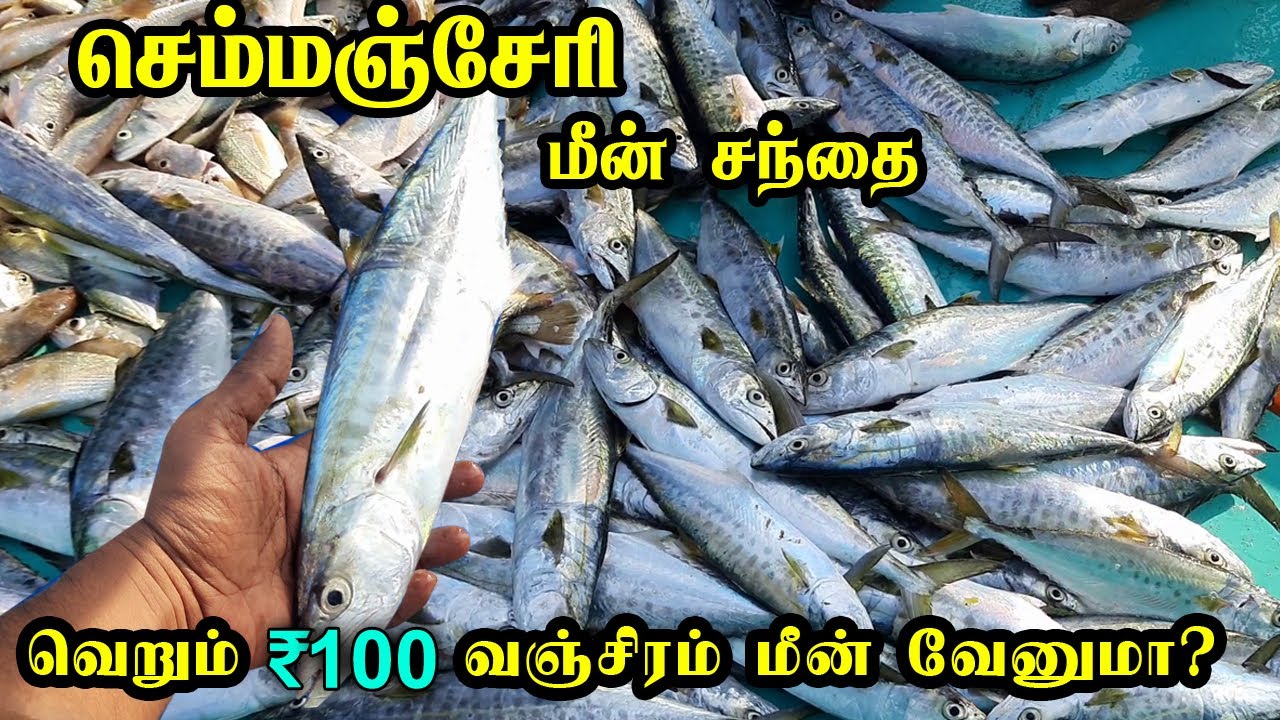 💥👀செம்மஞ்சேரி மீன் சந்தை | Near Kovalam | Kovalam Fish Market