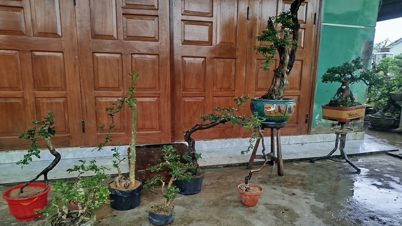 Trưa 26/2. Zl 0349763373. Gl trắc nghệ.hải châu.duối.tùng mẹ.trà phúc kiến.hồng quân.giá rẻ bao ship