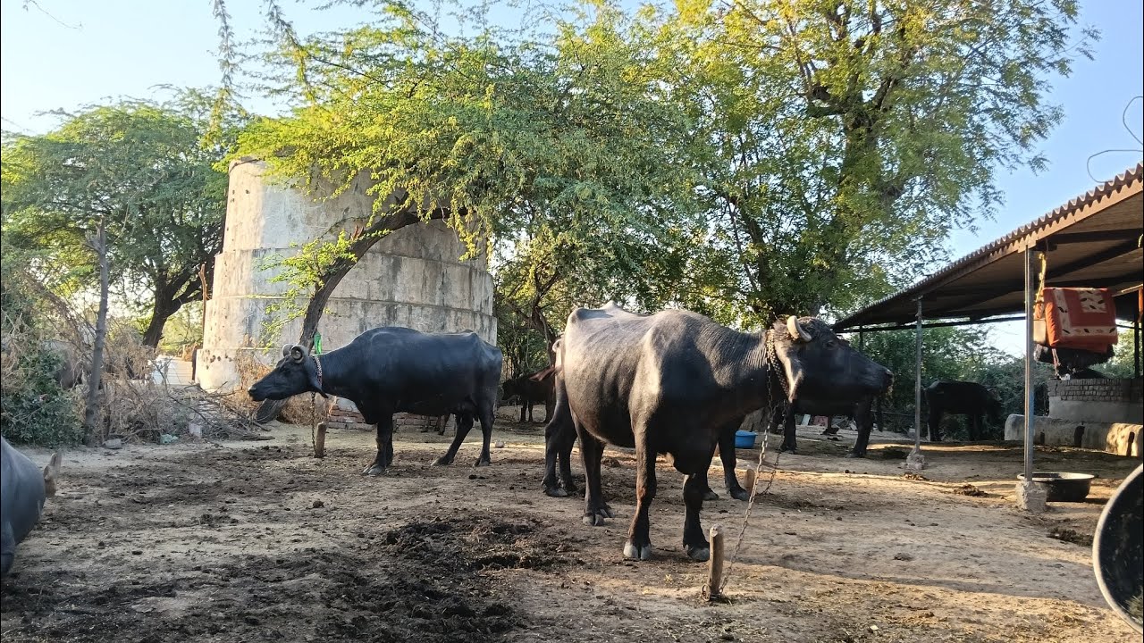 આજે તો ચણા વાળા ખેતર મા લઇ ને ગયા 