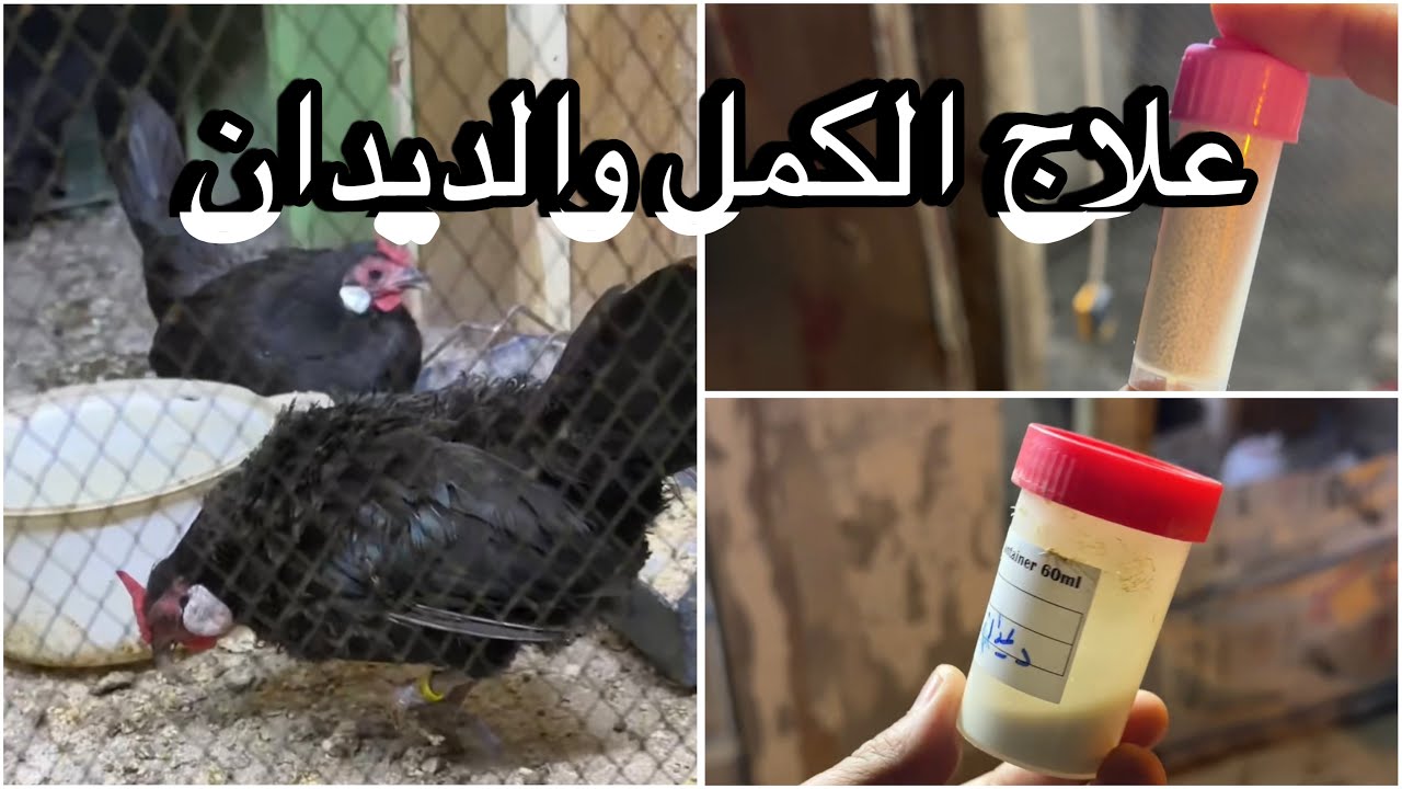فيديو مهم لمربين الدجاج  كيف نتخلص من الكمل والديدان