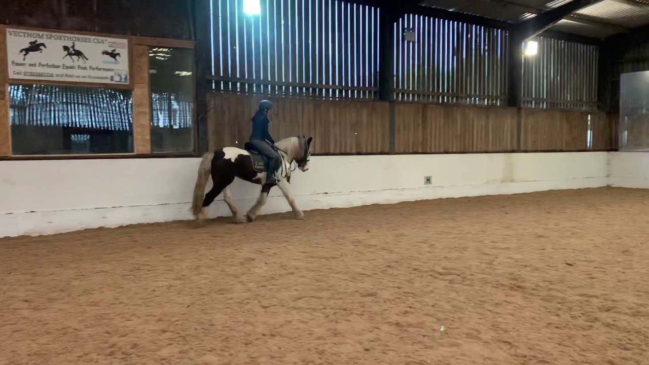 Cng Equine Scarlett - more videos