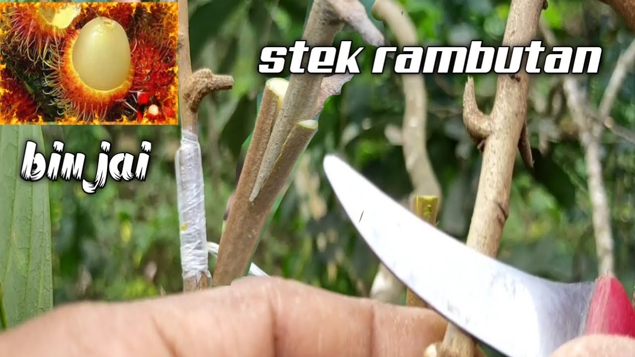Cara Sambung Pucuk Pohon Rambutan