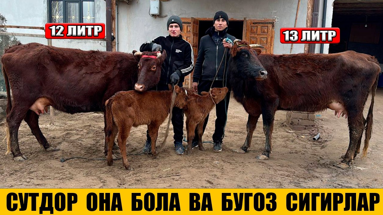 СУТДОР ОНА БОЛА ВА БУГОЗ СИГИРЛАР 11-02-2026