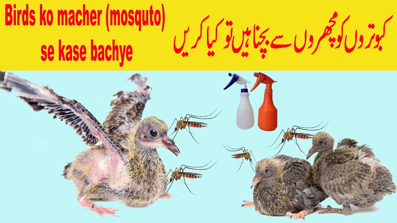 How to Save your Pigeon / Parrots from Mosquitoes || Kabootar Ya Parrots ko Machar sa kise Bachye