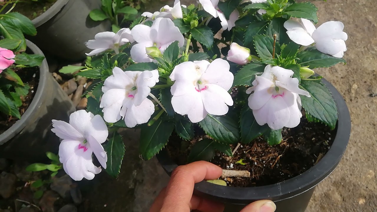 نبات البلسم أو نيوجينيا مبيشن