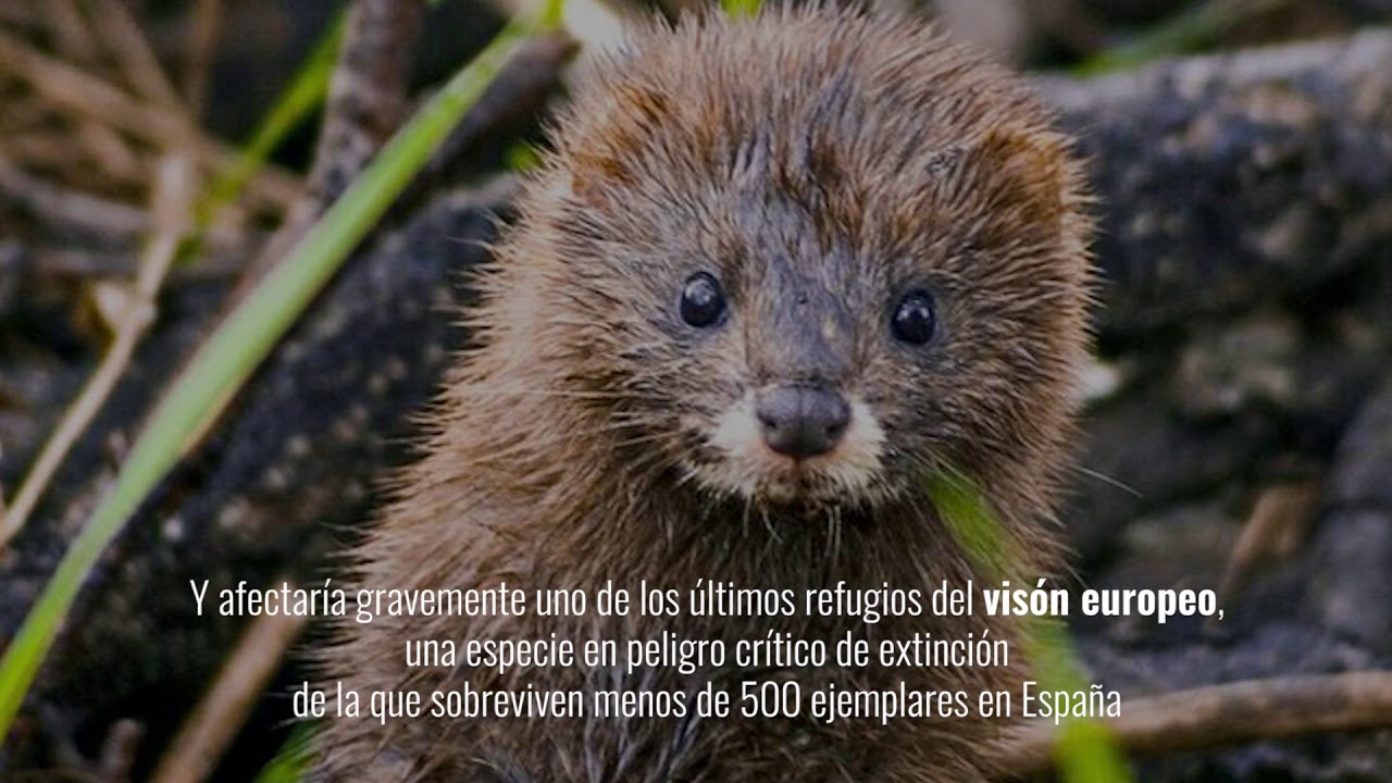 Afecciones ambientales 