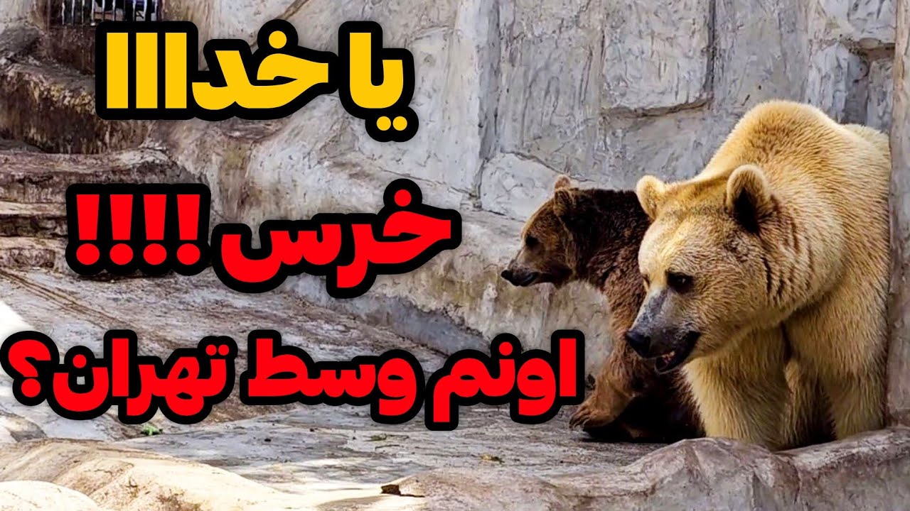 Iran2025,tehran,zoo / تا ندیدم باورم نشد