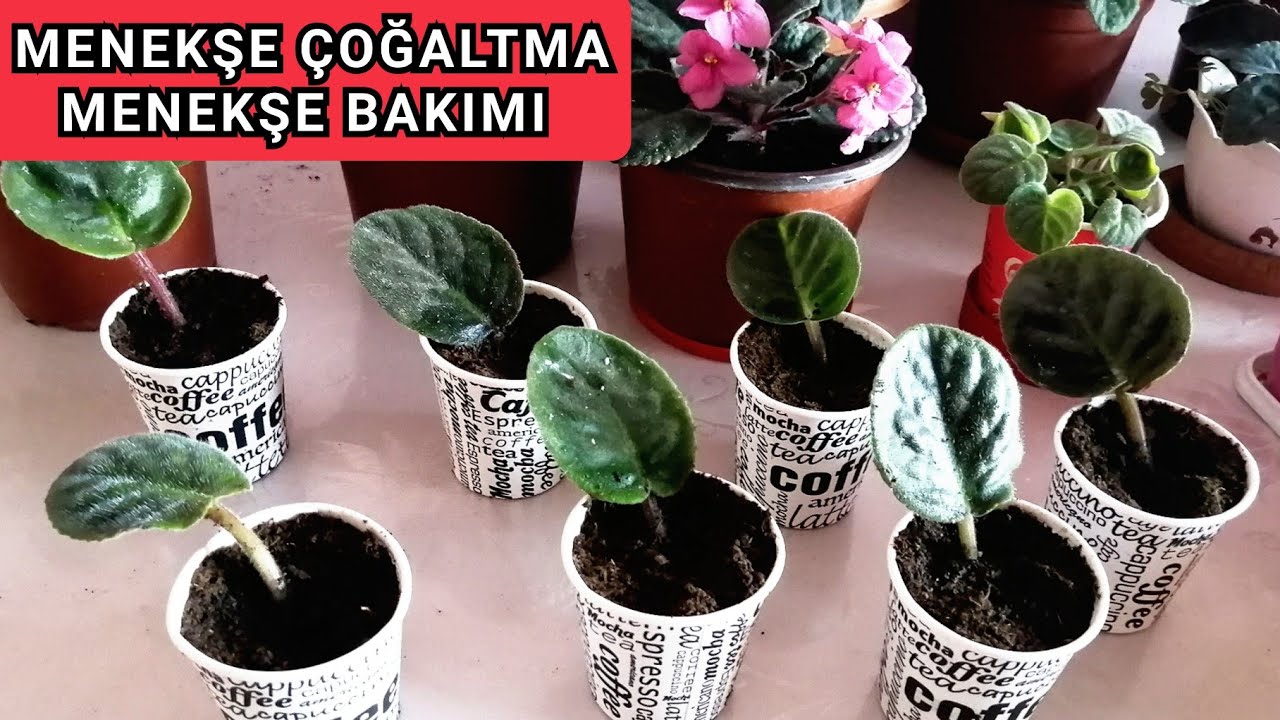 Menekşe ÇOĞALTMA. En KOLAY MENEKŞEYİ Nasıl Çoğaltabiliriz? Menekşe Bakımı. Africa violet.