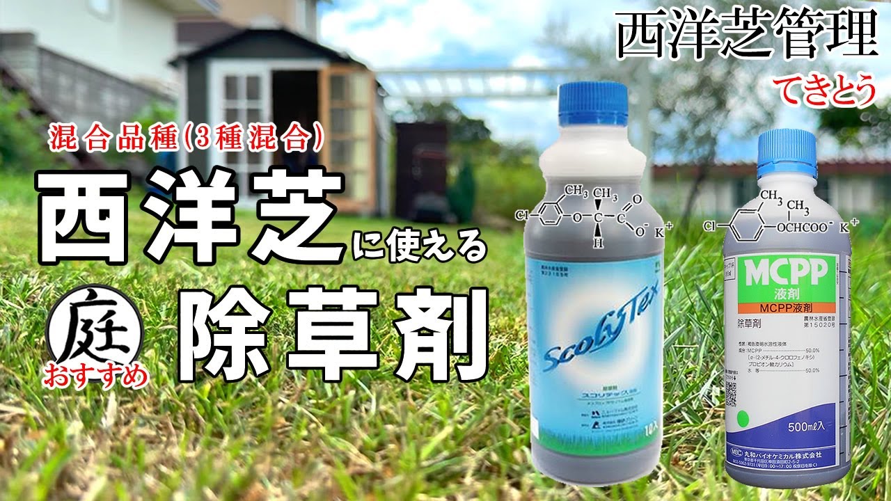 初心者必見【西洋芝 除草剤 深掘り】３種混合 西洋芝に使える除草剤はこれ★ 西洋芝メイン除草剤「スコリテック液剤」「MCPP液剤」★