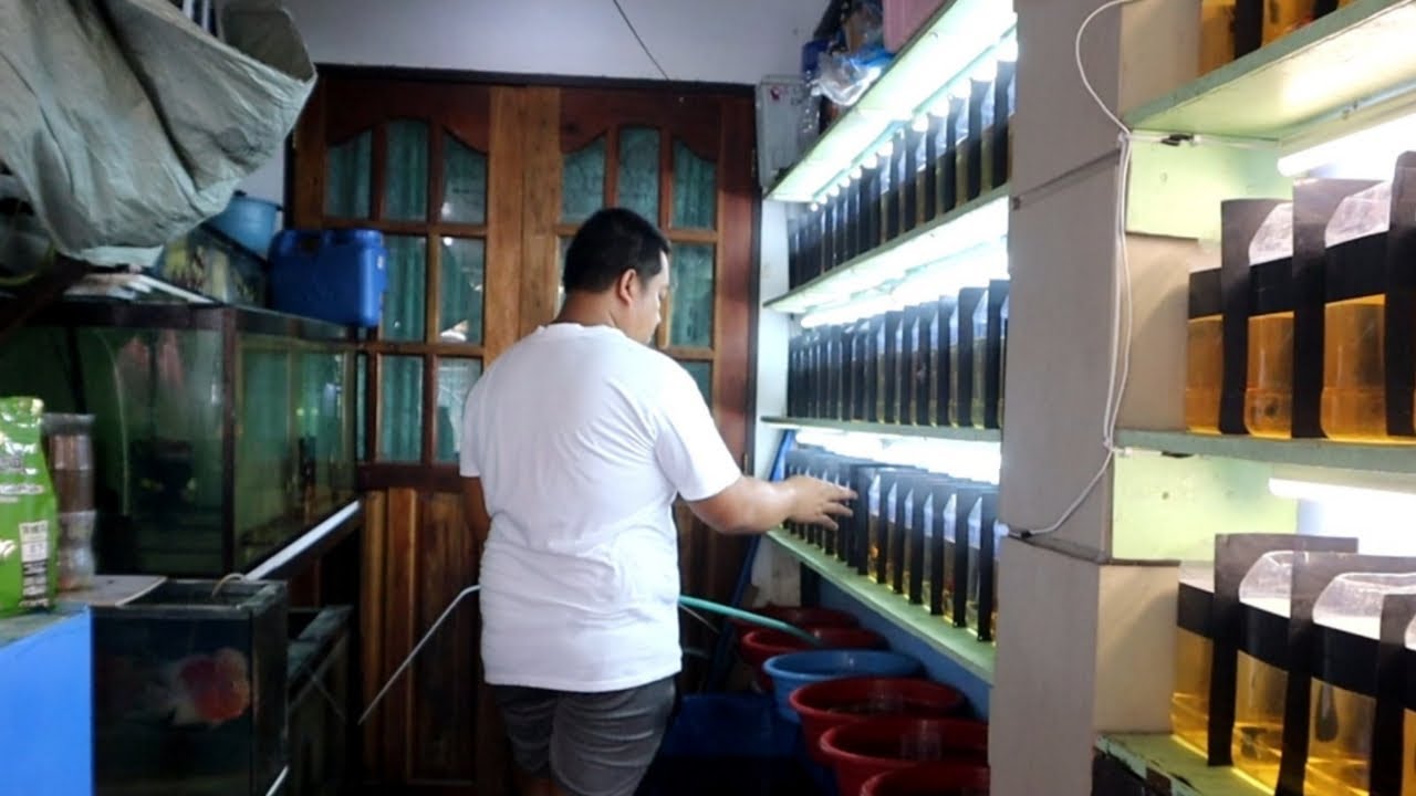 Breeding set up rekta gripo pala ang tubig😱'Producing thousands of betta fish'