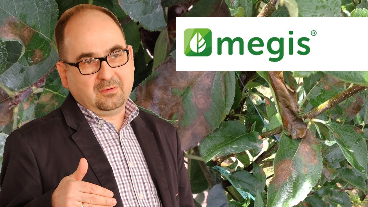 Megis - krzem w małych cząsteczkach [Wojciech Wieczorek]