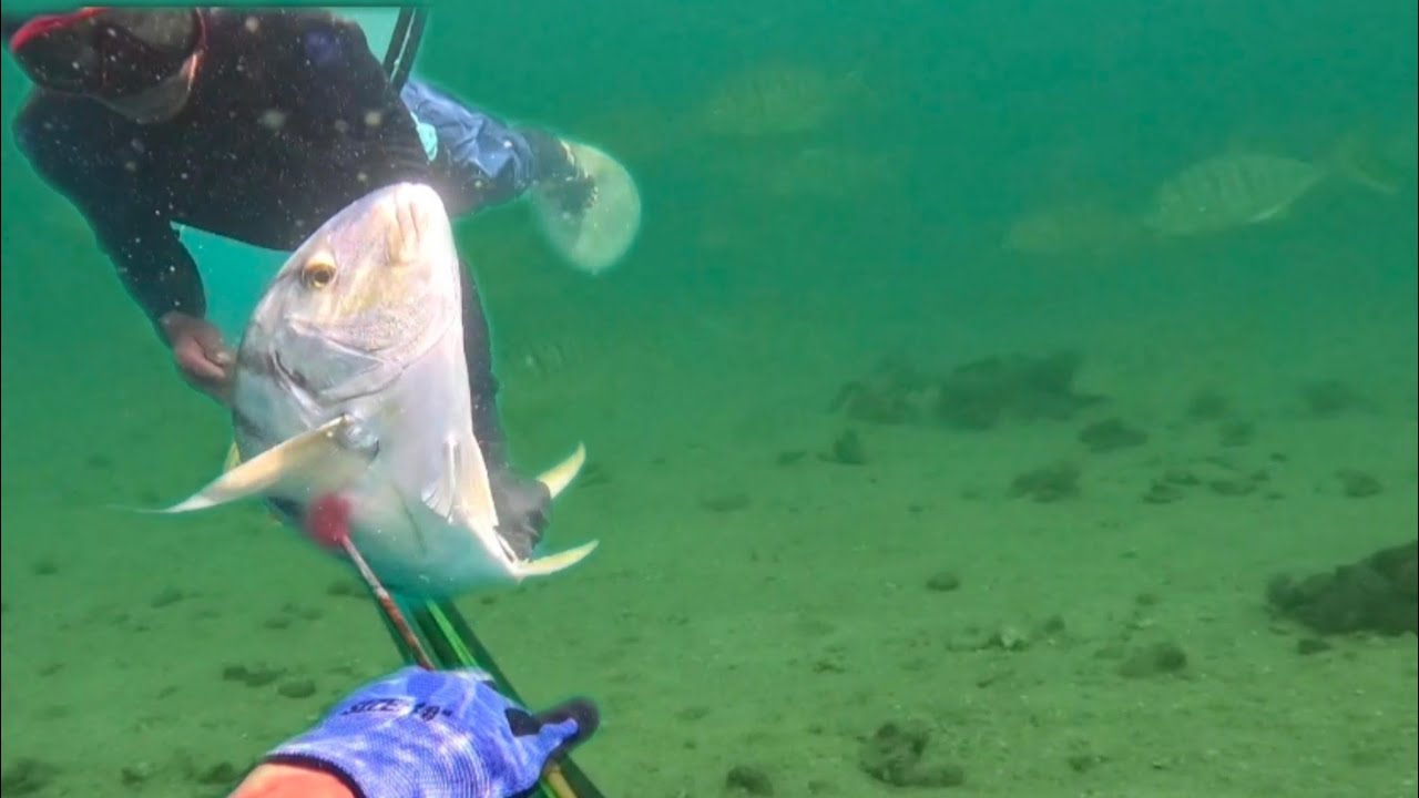 Spearfishing// More Golden😱