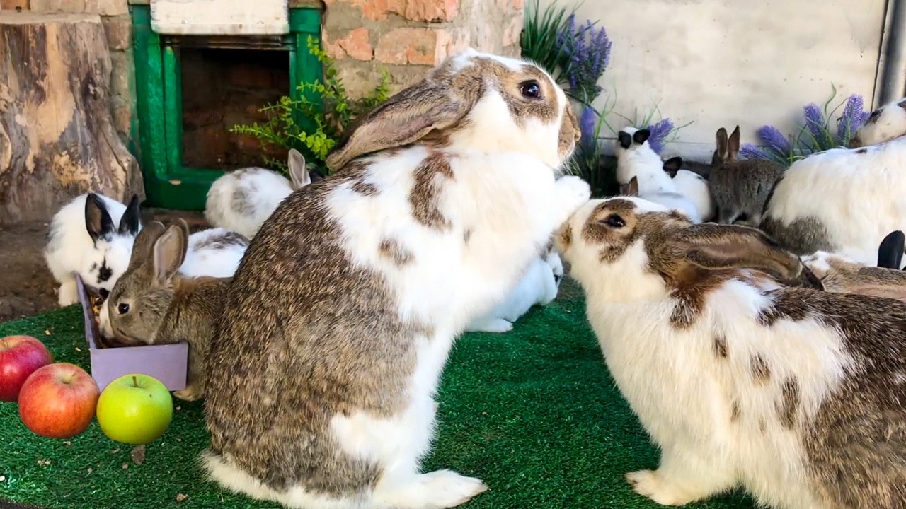 Peaceful Bunny Life ASMR: Rabbits Eating & Nature Sounds 🐰