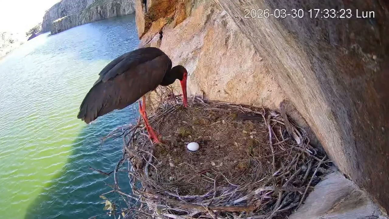 🥚Nowe jajko w Tajo, ES -  30 03 2026