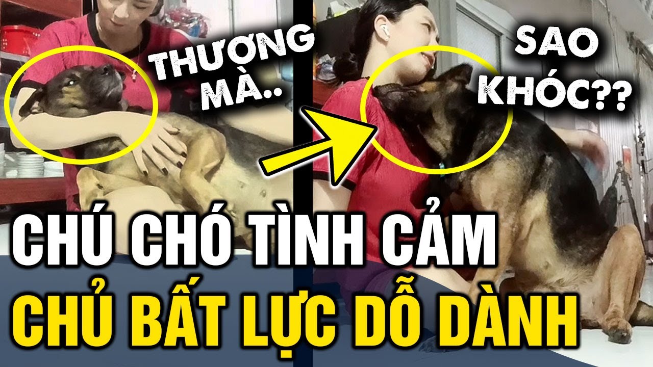 Đáng yêu chú chó 'SIÊU TÌNH CẢM', khiến chủ 'BẤT LỰC' dỗ dành chưa dám to tiếng bao giờ | Tin 3 Phút
