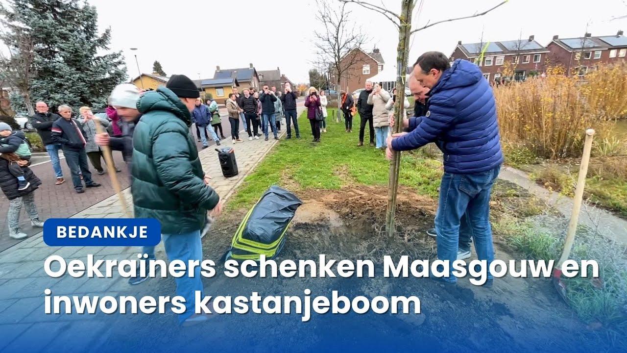 Oekra&iuml;ners planten kastanjeboom in Maasbracht als dank voor opvang | VMLNieuws