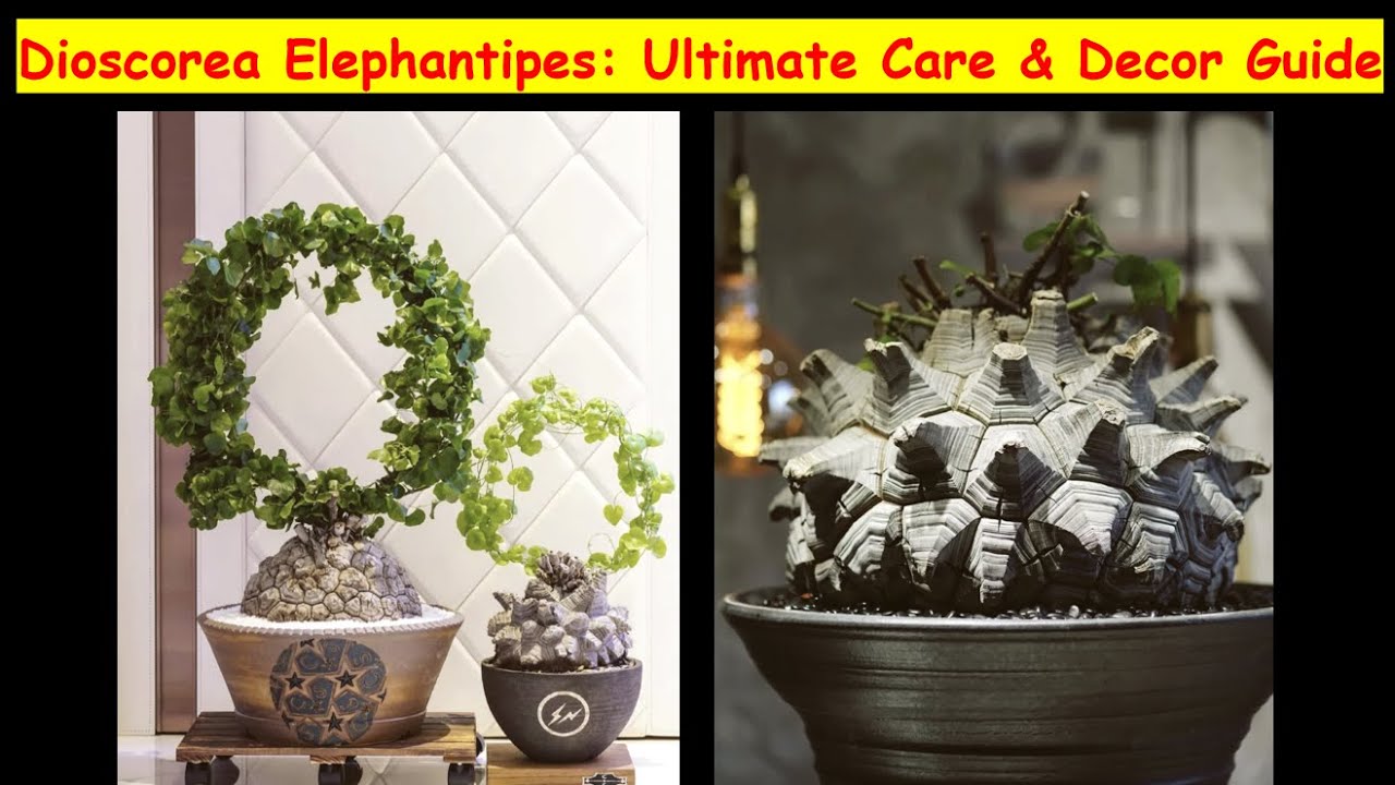 Dioscorea Elephantipes: Ultimate Care & Decor Guide | Elephant foot plant | 龟甲龙的种植及室内装饰