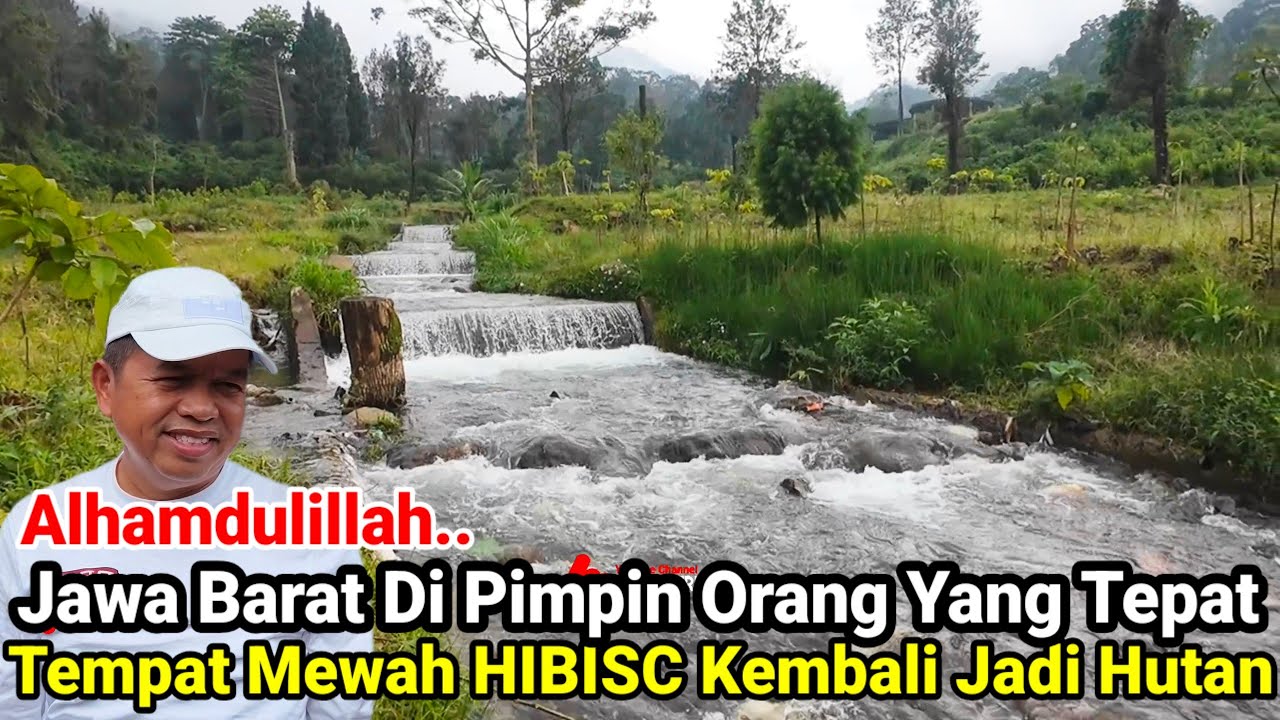 Alhamdulillah‼️Jawa Barat Di Pimpin Orang Yang Tepat Tempat Mewah HIBISC Kembali Lagi Jadi Hutan