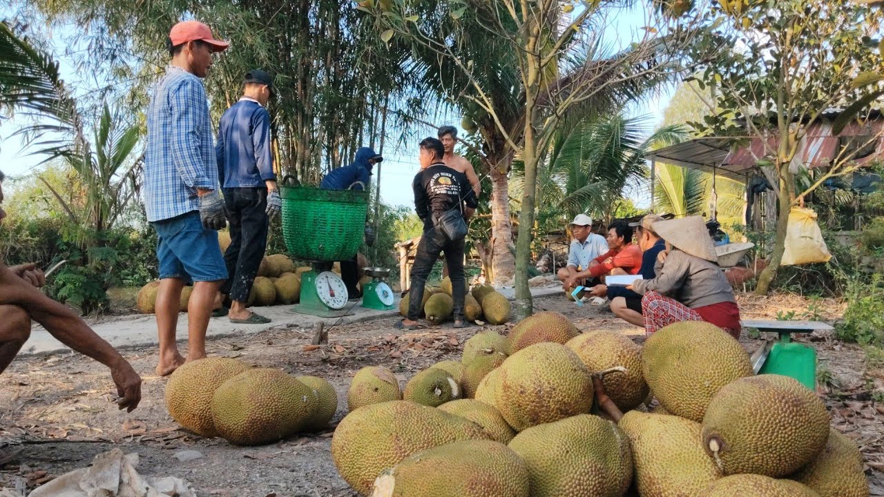 Thu hoạch mít ruột đỏ vườn của chú Quân loại trái cây hót nhất hiện nay giờ ra sao 