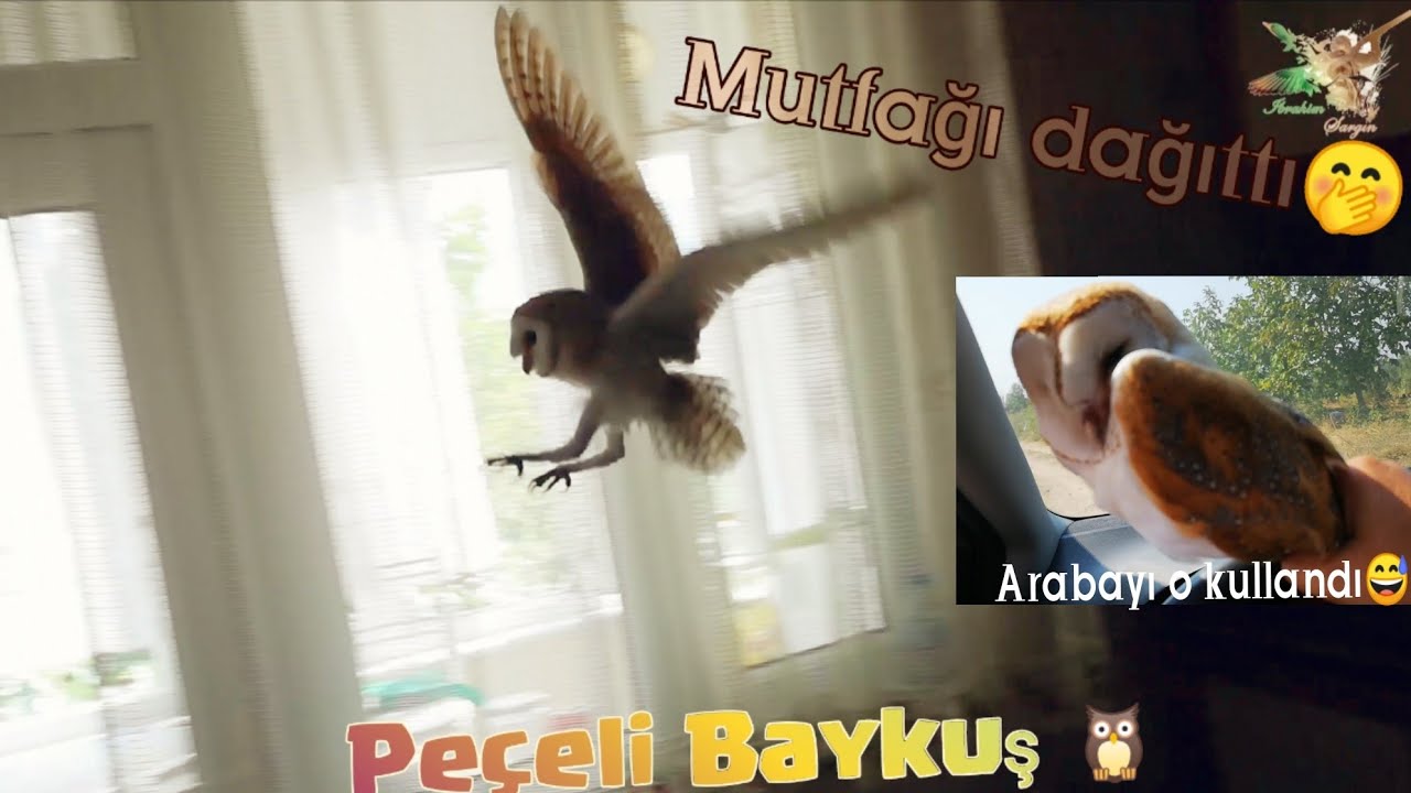 Eve giren Baykuş 🦉