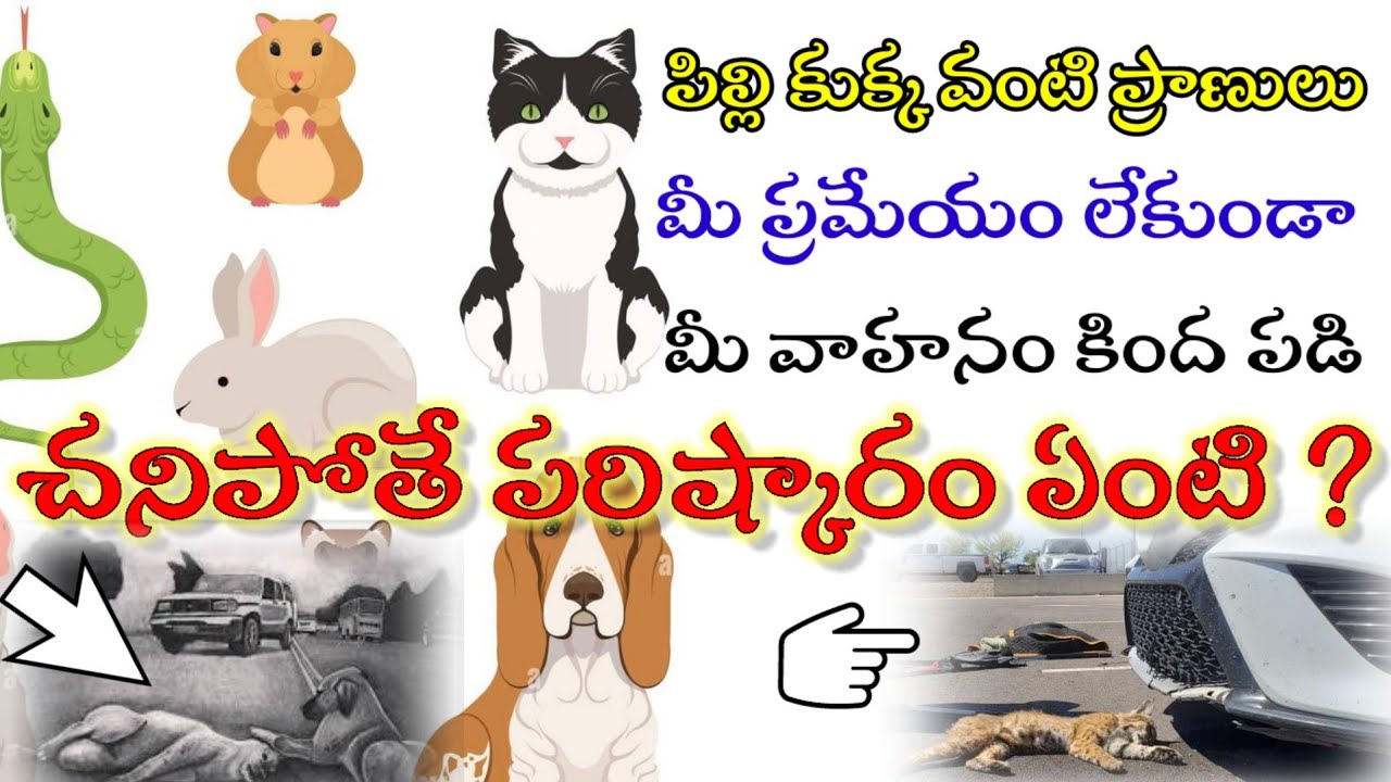 పొరపాటున పిల్లిని చంపితే ? What Happens If You Accidentally Kill a Cat?