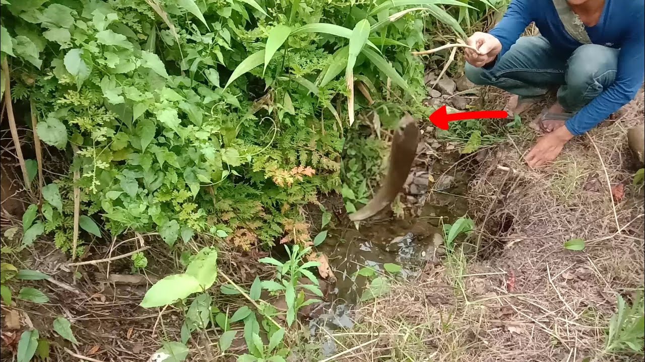 Disini Masih Banyak Ikan, Rejeki Hari Ini, Hiburan Saat Musim Panas, Mancing Dibelakang Gubuk