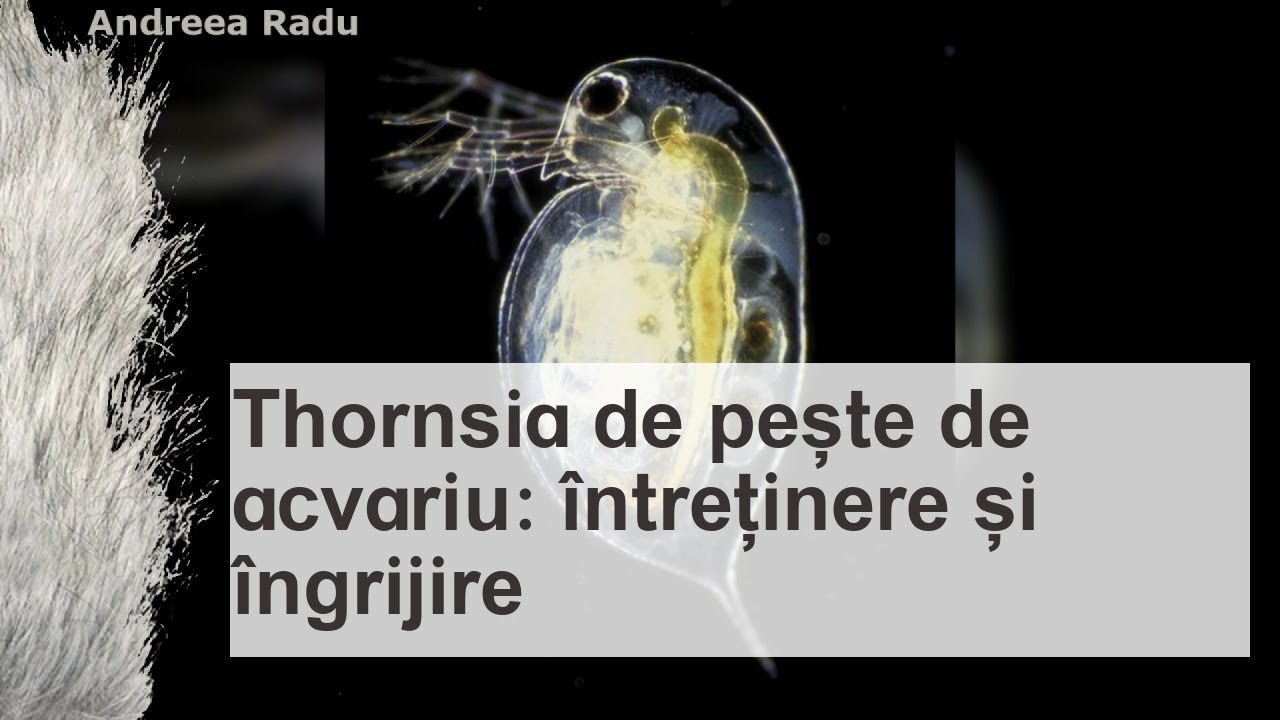 Thorncia: întreținere și îngrijire, fotografii și compatibilitate cu alți pești - - animale de comp