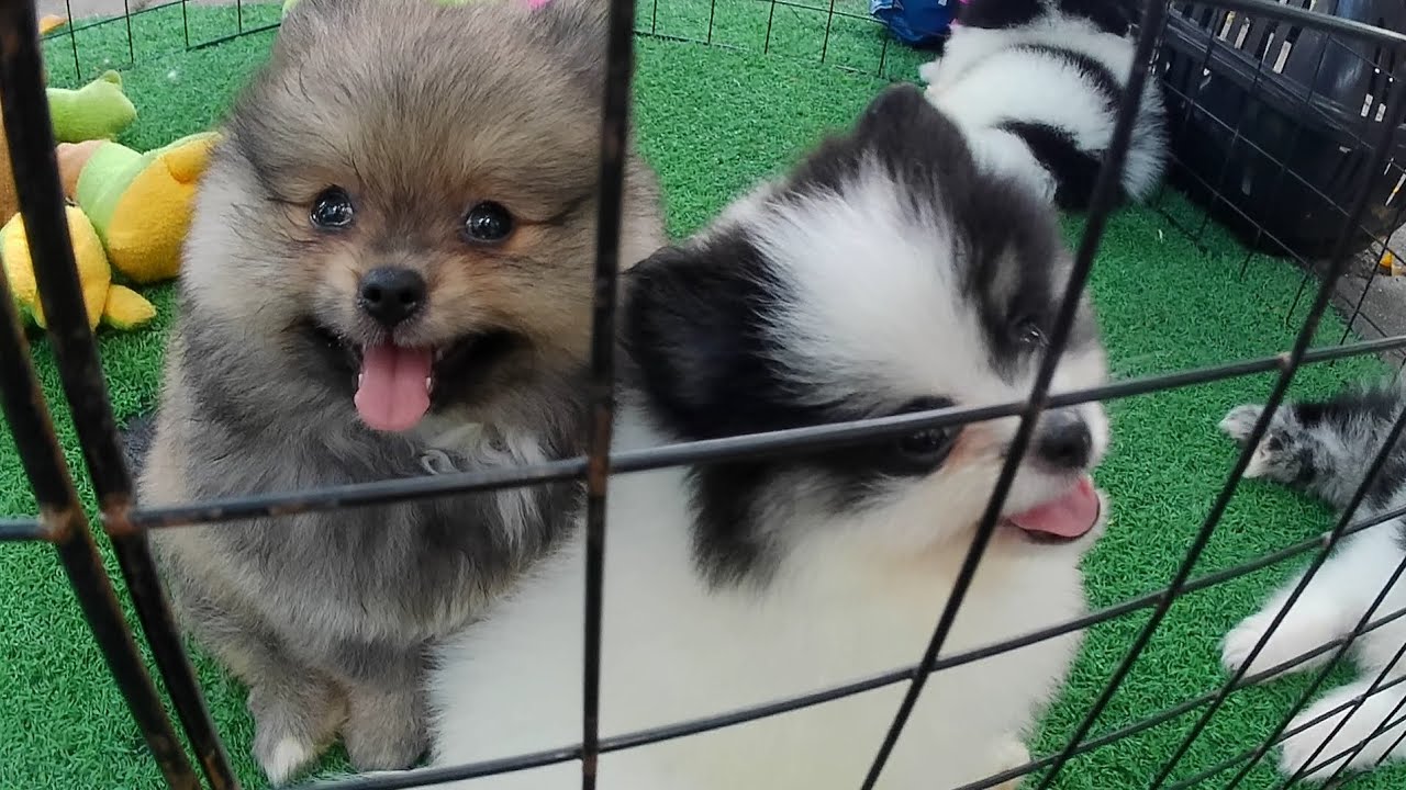 FEIRA DE CACHORRINHOS FILHOTES PINCHER LULU PITBULL ROTTWEILER PASTOR ALEMÃO MERCADO DA MADALENA 