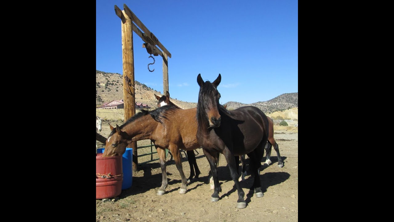 Wild Mustangs in Virginia City, Nevada